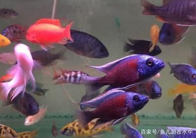 魚缸養什么魚容易存活（如何養護孔雀魚提高存活率）