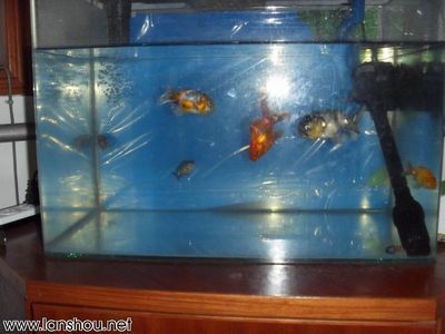 魚缸養什么魚容易存活（如何養護孔雀魚提高存活率）