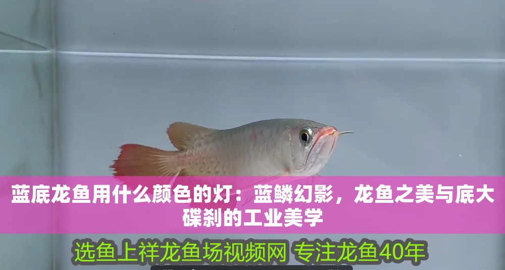 藍底龍魚用什么顏色的燈：藍鱗幻影，龍魚之美與底大碟剎的工業(yè)美學