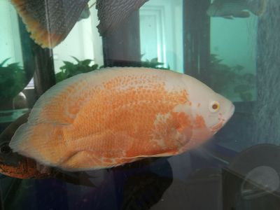 藍底龍魚用什么顏色的燈：藍鱗幻影，龍魚之美與底大碟剎的工業(yè)美學