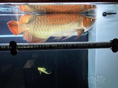 龍魚的燈什么時候開