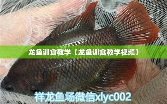 龍魚訓食教學反思簡短總結
