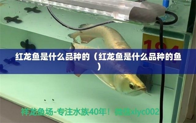 紅龍魚屬于什么科（紅龍魚是一種受歡迎的淡水觀賞魚）