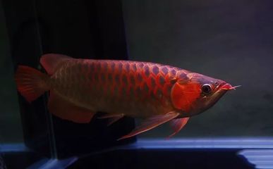 龍魚狀態有點飄（龍魚狀態有點飄是怎么回事）
