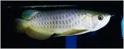 龍魚狀態有點飄（龍魚狀態有點飄是怎么回事）