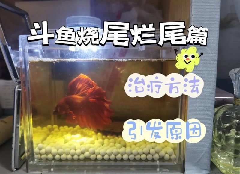 紅龍魚燒尾多久可以恢復(fù) 紅龍魚燒尾多久可以恢復(fù) 龍魚百科 第4張