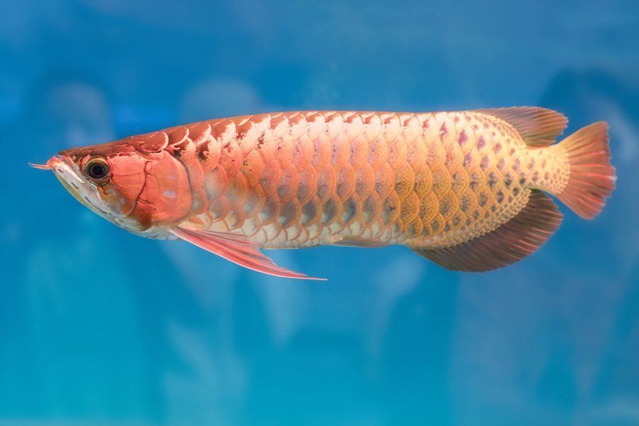 龍魚價格排行榜，2018龍魚價格排行榜