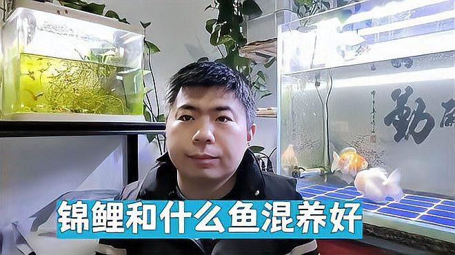 如何選擇適合混養的錦鯉品種？