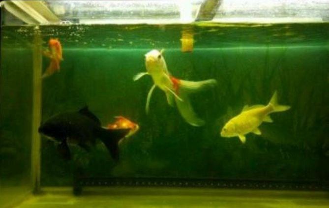 如何選擇適合混養的錦鯉品種？