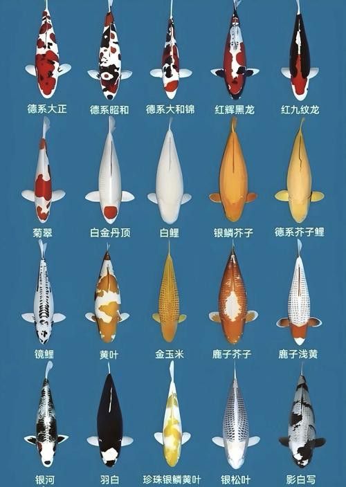 如何選擇適合混養的錦鯉品種？