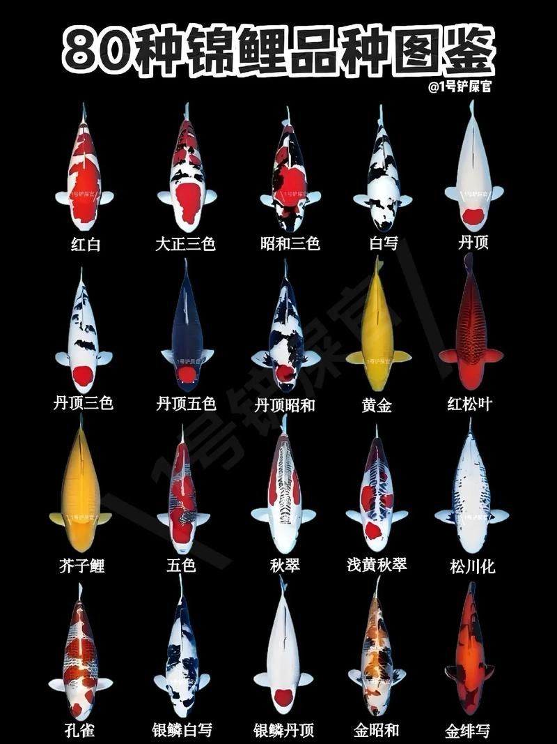 如何選擇適合混養的錦鯉品種？