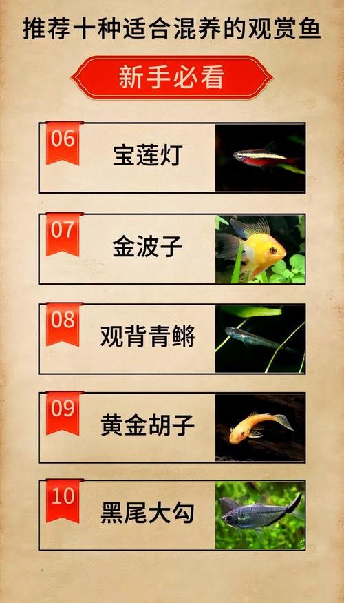 如何選擇適合混養的錦鯉品種？