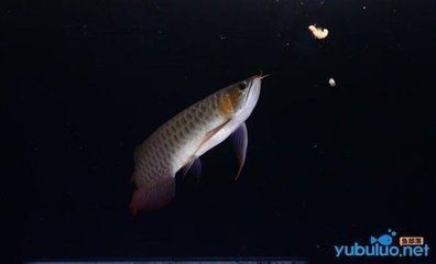 龍魚混養最佳伴侶魚，龍魚混養的最佳伴侶魚類