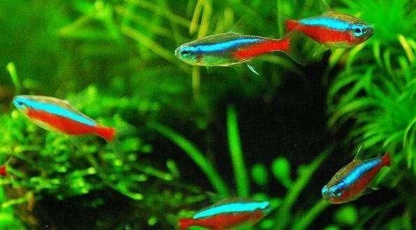 龍魚混養最佳伴侶魚，龍魚混養的最佳伴侶魚類