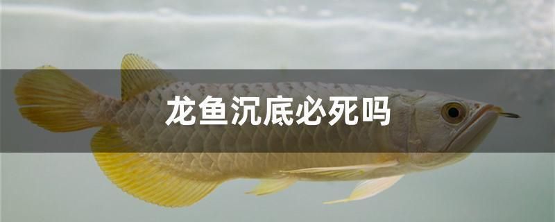 龍魚腹背沉底，即龍魚全身沉在水底，可能由多種原因引起：龍魚腹背沉底是怎么回事？