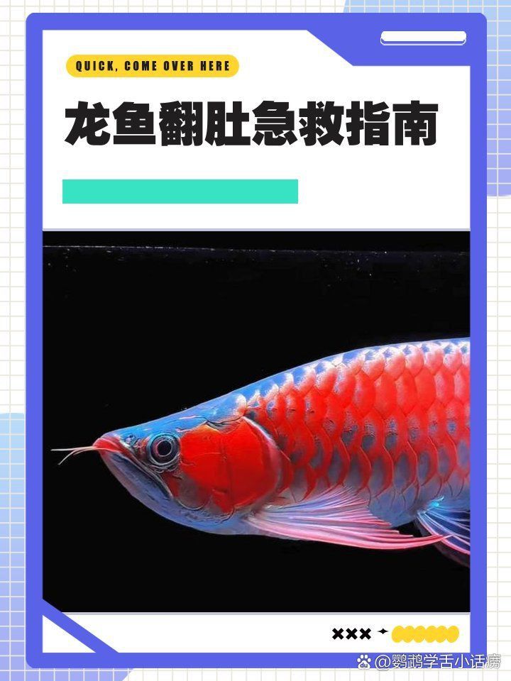 龍魚外傷漏出內臟最快恢復方法