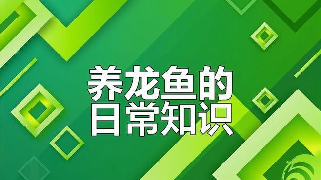 如何飼養龍王魚？