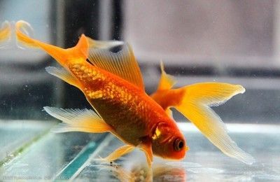 屬龍金魚應(yīng)該養(yǎng)幾條金魚：屬龍的人在飼養(yǎng)金魚時(shí)，養(yǎng)幾條金魚最為合適？