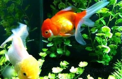 屬龍金魚應(yīng)該養(yǎng)幾條金魚：屬龍的人在飼養(yǎng)金魚時(shí)，養(yǎng)幾條金魚最為合適？