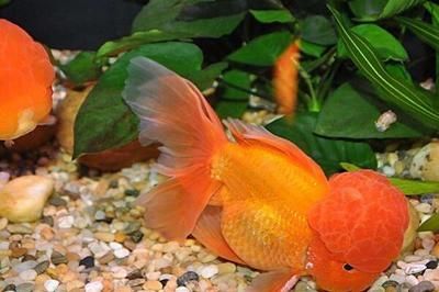 屬龍金魚應(yīng)該養(yǎng)幾條金魚：屬龍的人在飼養(yǎng)金魚時(shí)，養(yǎng)幾條金魚最為合適？