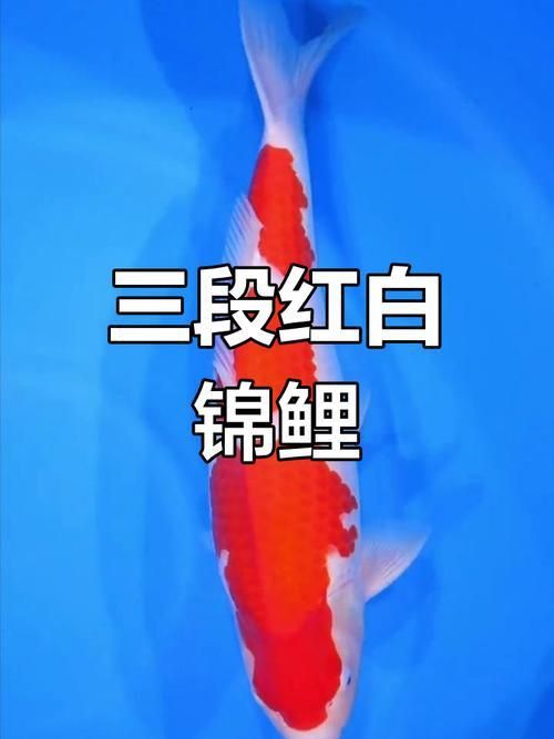 錦鯉紅白幾段最好圖片