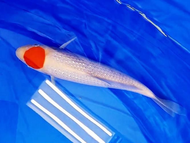 錦鯉紅白幾段最好圖片