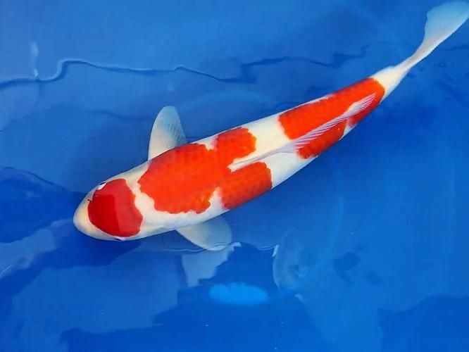 錦鯉紅白幾段最好圖片