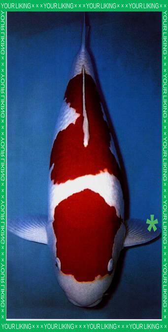 錦鯉紅白幾段最好圖片