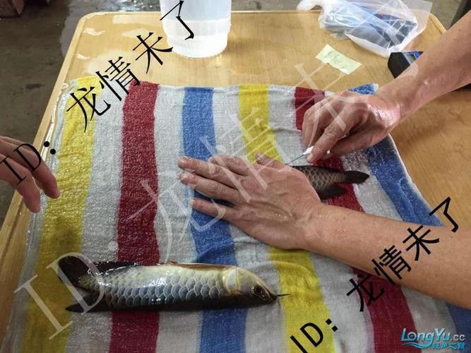 金龍魚芯片是什么樣的產(chǎn)品圖片