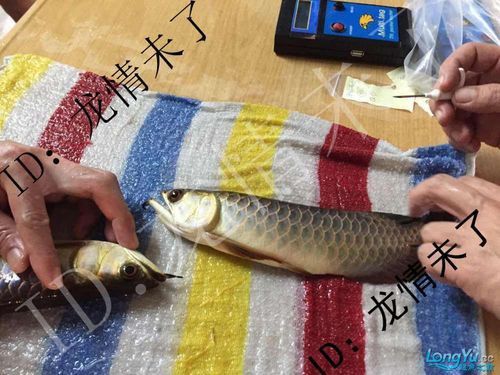 金龍魚芯片是什么樣的產(chǎn)品圖片