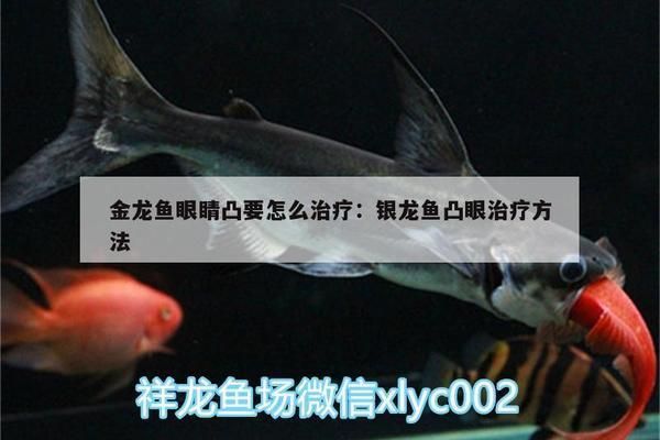 金龍魚(yú)凸眼病怎么治療（金龍魚(yú)凸眼病如何治療）