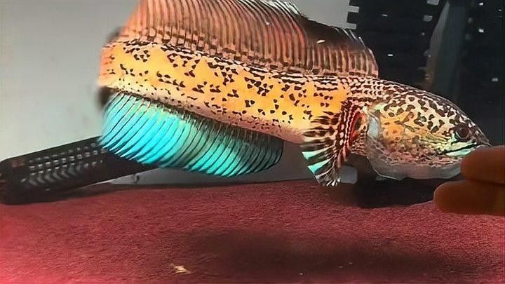 雷龍魚互動性