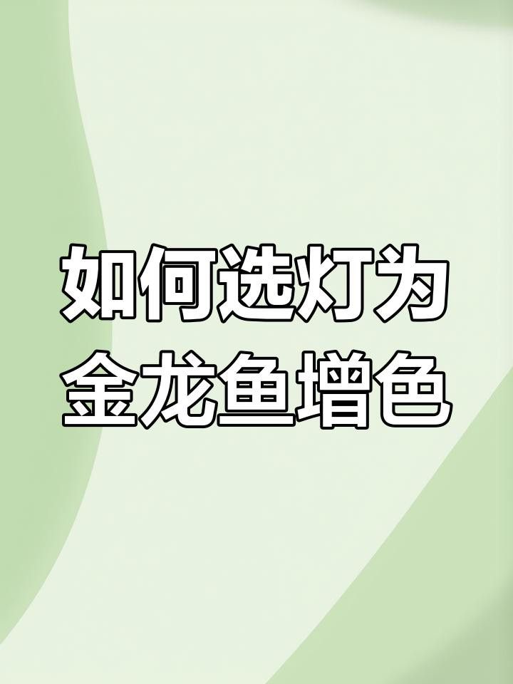 如何設置過背點金龍魚的燈光布局？