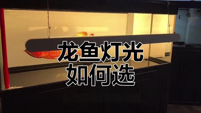 如何設置過背點金龍魚的燈光布局？