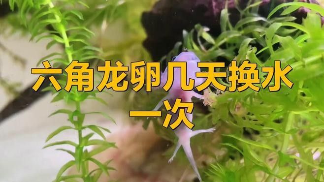 龍魚繁殖期間需要換水嗎？ 龍魚繁殖期間需要換水嗎？ 龍魚百科 第1張
