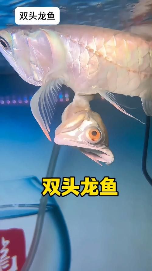 怎樣區分龍魚公母圖片
