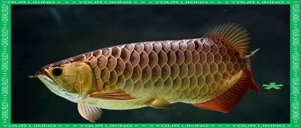 怎樣區分龍魚公母圖片