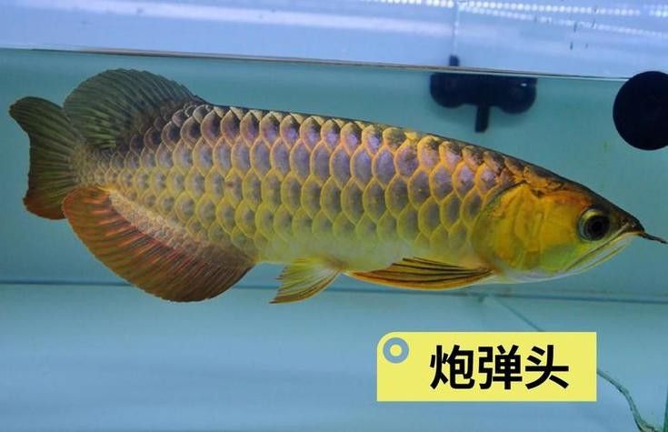 怎樣區分龍魚公母圖片