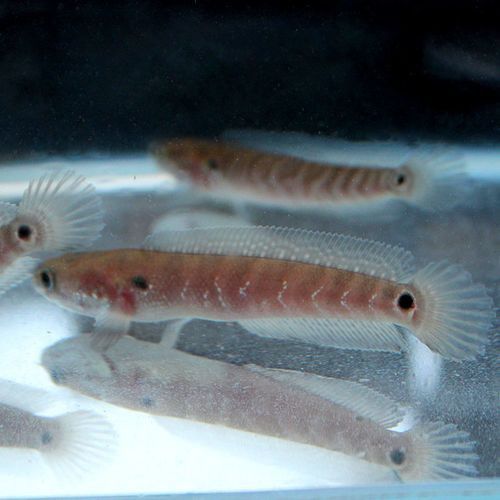彩虹雷龍魚苗長什么樣