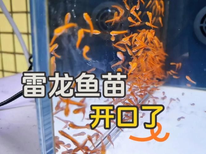 彩虹雷龍魚苗長什么樣
