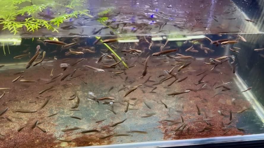 彩虹雷龍魚苗長什么樣