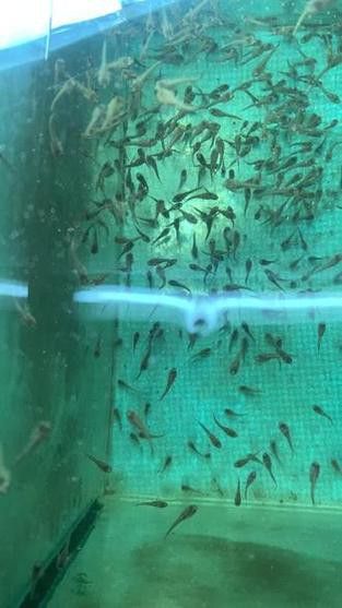彩虹雷龍魚苗長什么樣