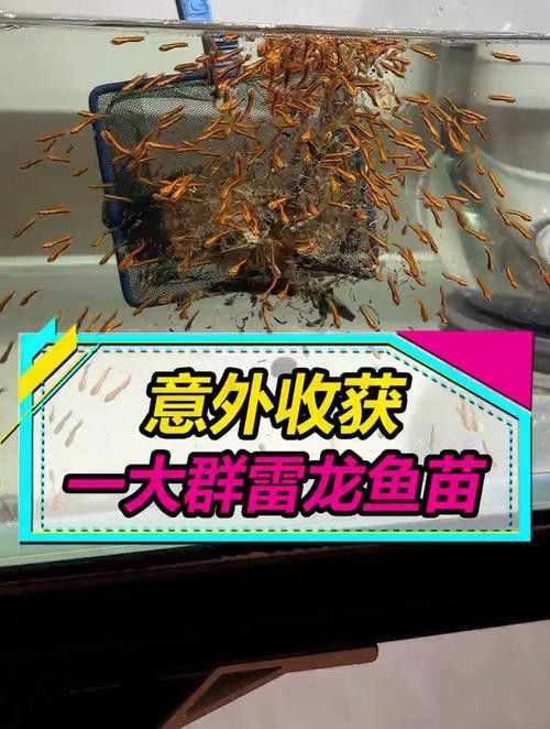 彩虹雷龍魚苗長什么樣