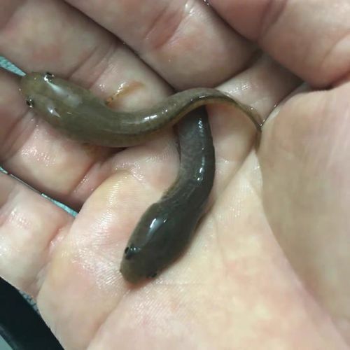 彩虹雷龍魚苗長什么樣