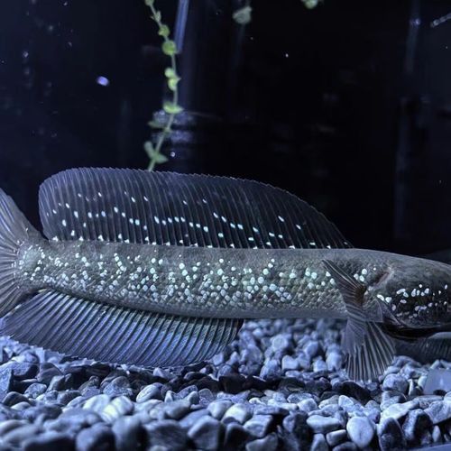 彩虹雷龍魚苗長什么樣