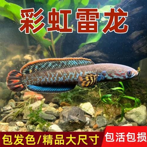 彩虹雷龍魚苗長什么樣