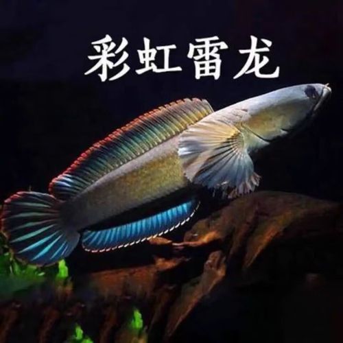彩虹雷龍魚苗長什么樣