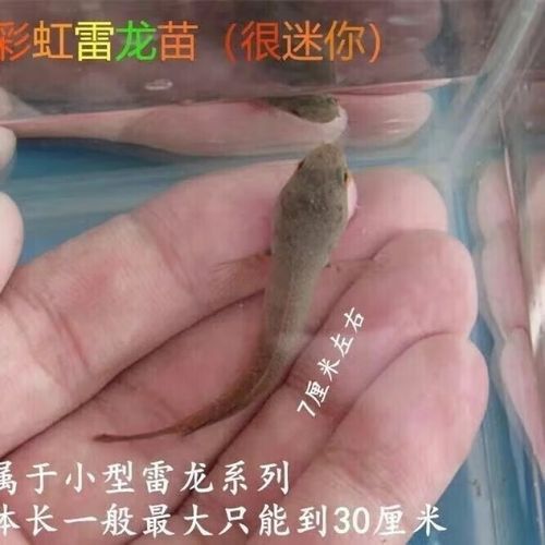 彩虹雷龍魚苗長什么樣