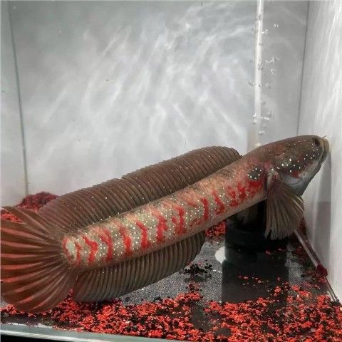 彩虹雷龍魚苗長什么樣