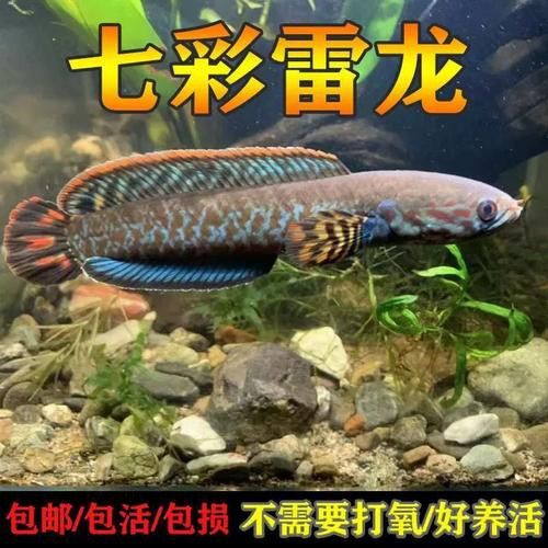 彩虹雷龍魚苗長什么樣